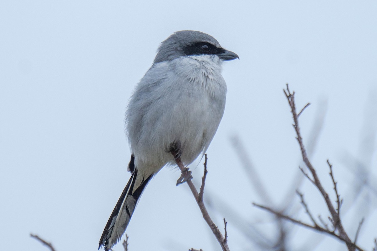 Loggerhead Shrike - ML647590755