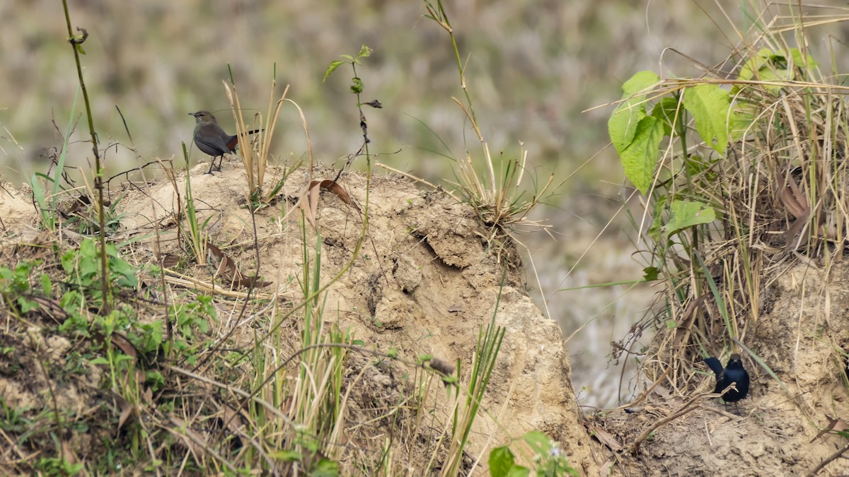 Indian Robin - ML647590756