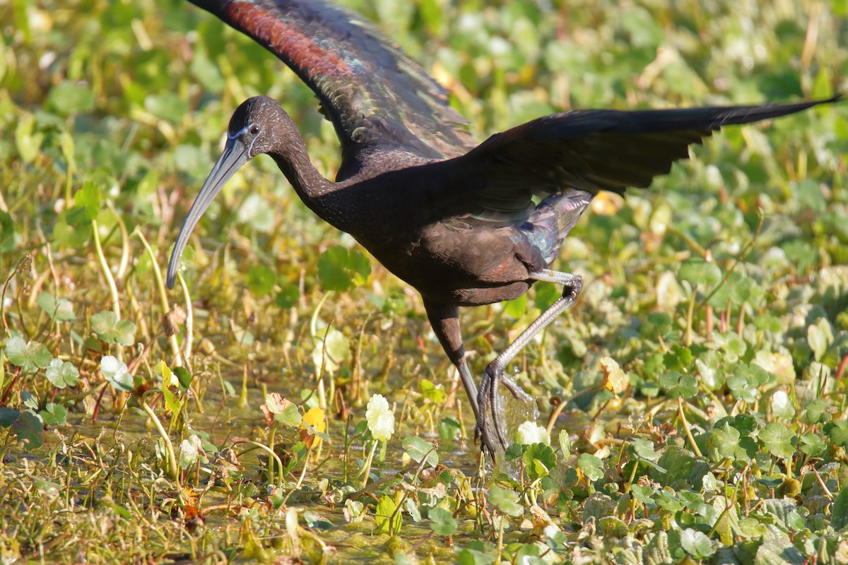 彩䴉 - ML647590760