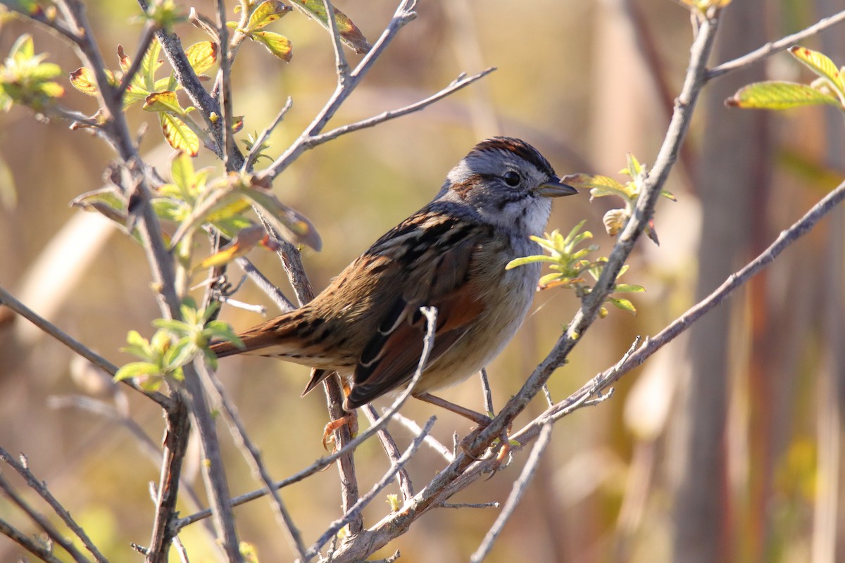 Swamp Sparrow - ML647590763