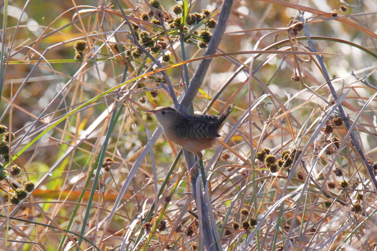 Sedge Wren - ML647590767
