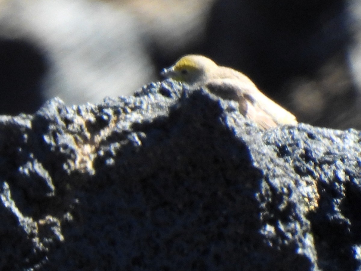 Büyük Kanarya İspinozu - ML647590822