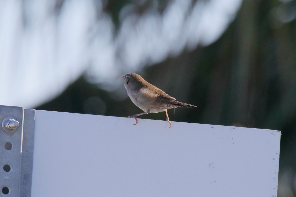 Northern House Wren - ML647590839