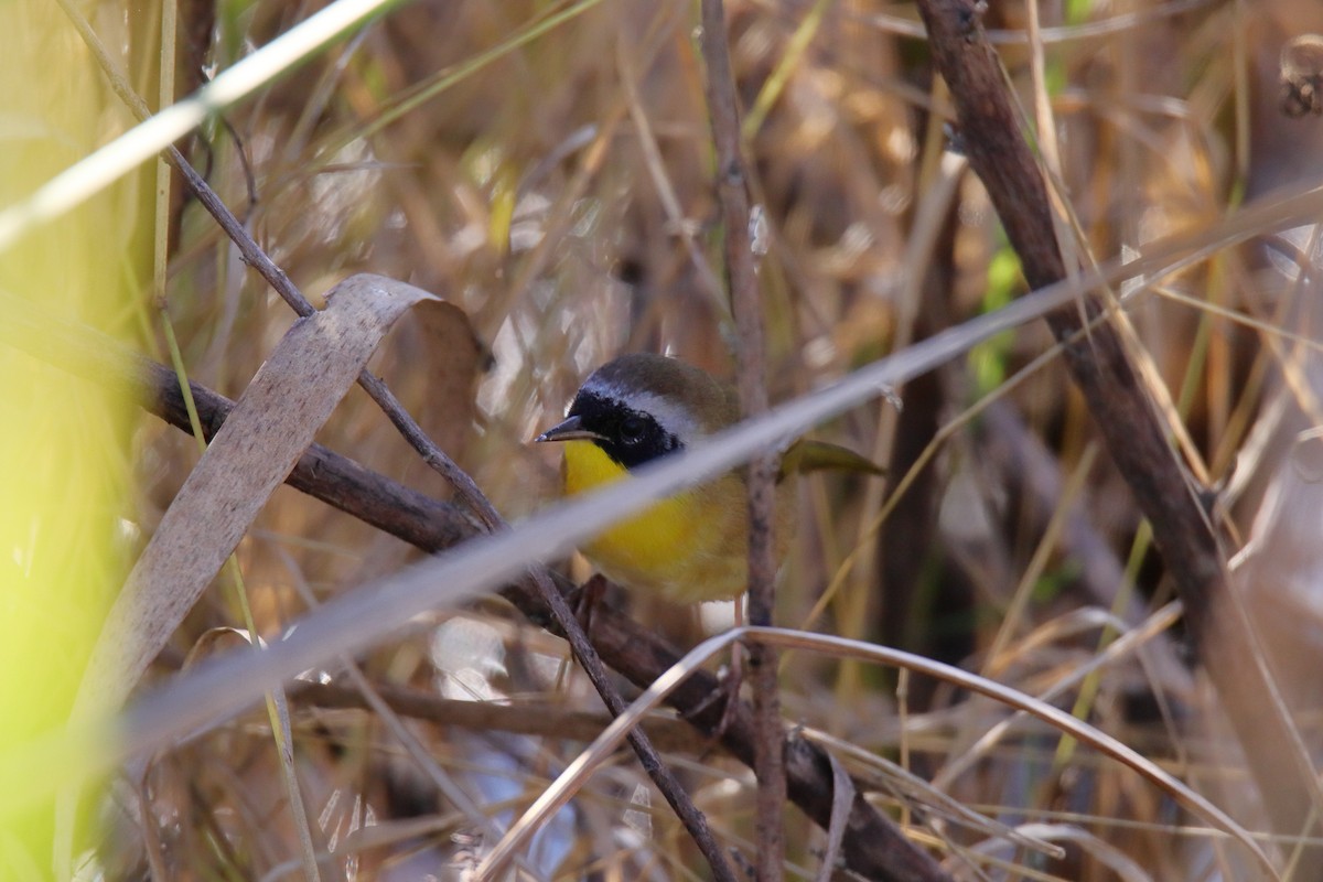 Common Yellowthroat - ML647590841