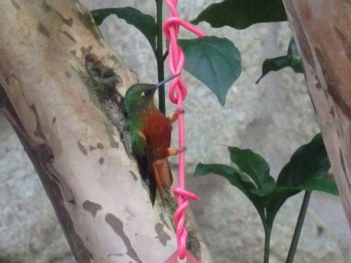 Chestnut-breasted Coronet - ML647590852