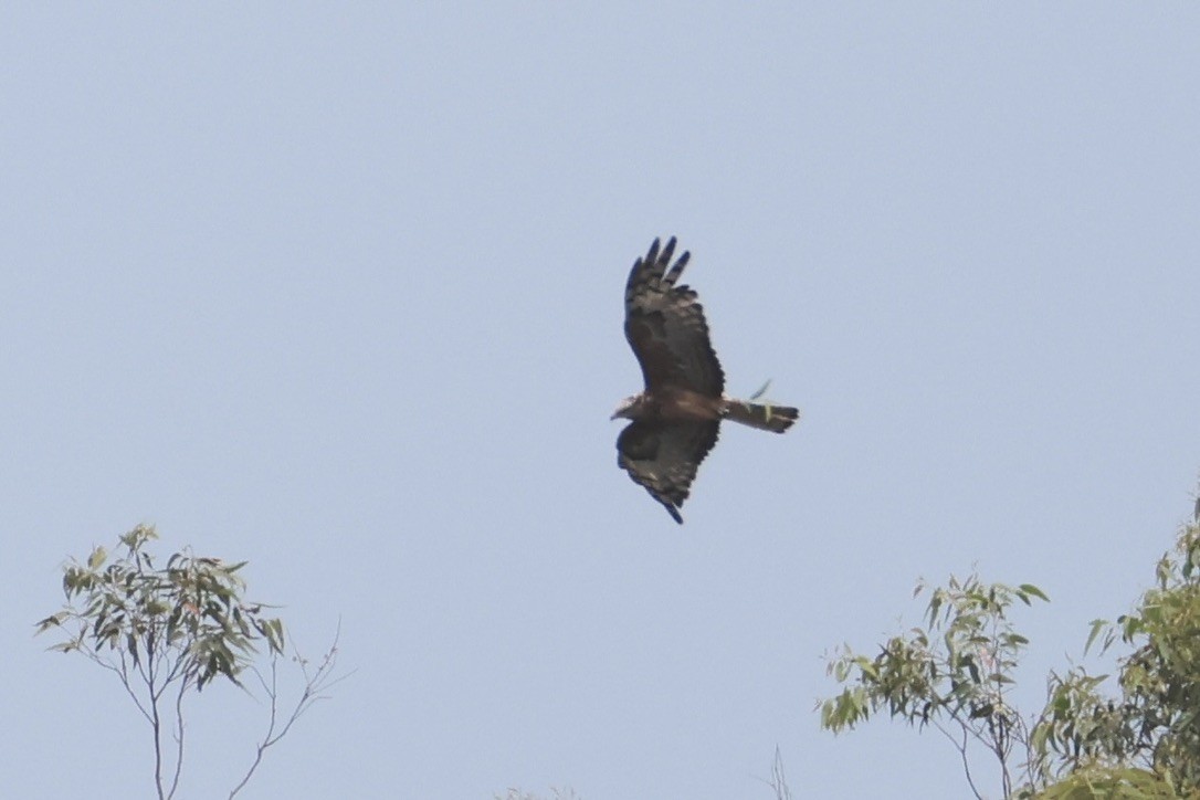Square-tailed Kite - ML647590871