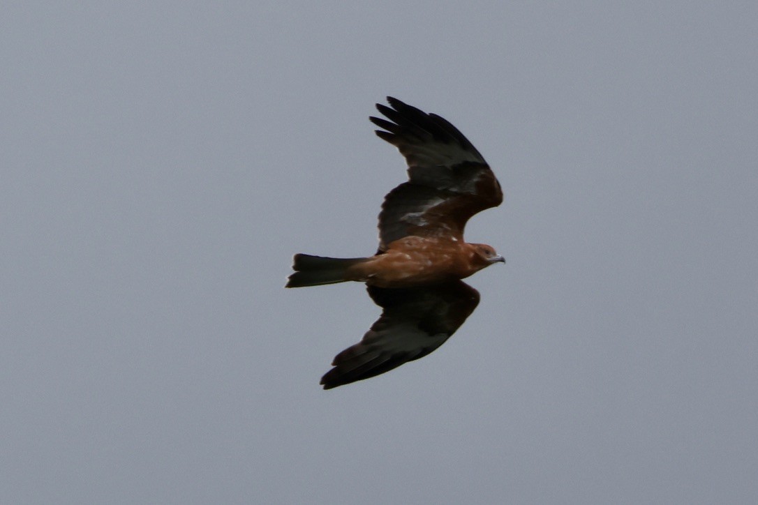 Square-tailed Kite - ML647590872