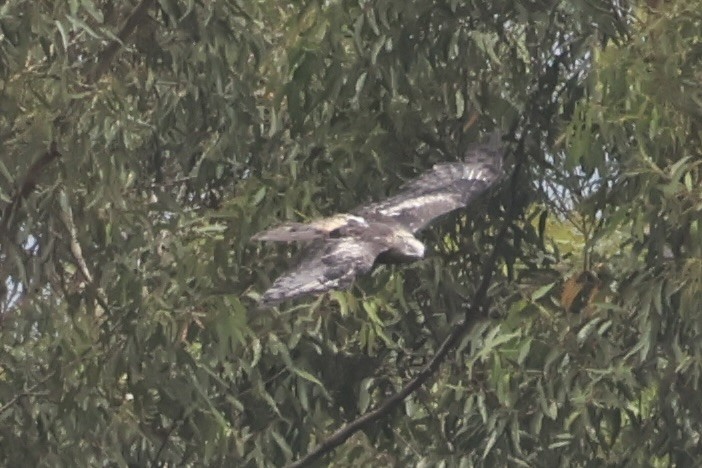 Square-tailed Kite - ML647590873