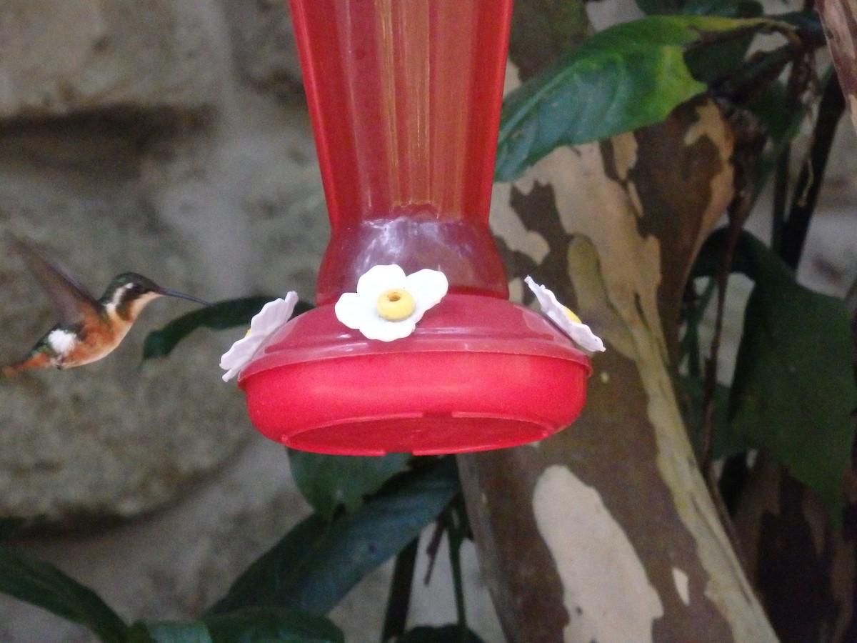 White-bellied Woodstar - ML647590902