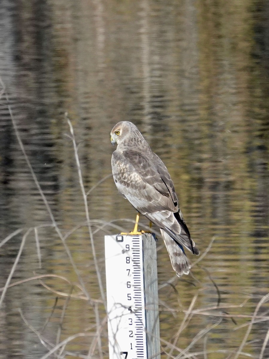 moták severoamerický - ML647590907