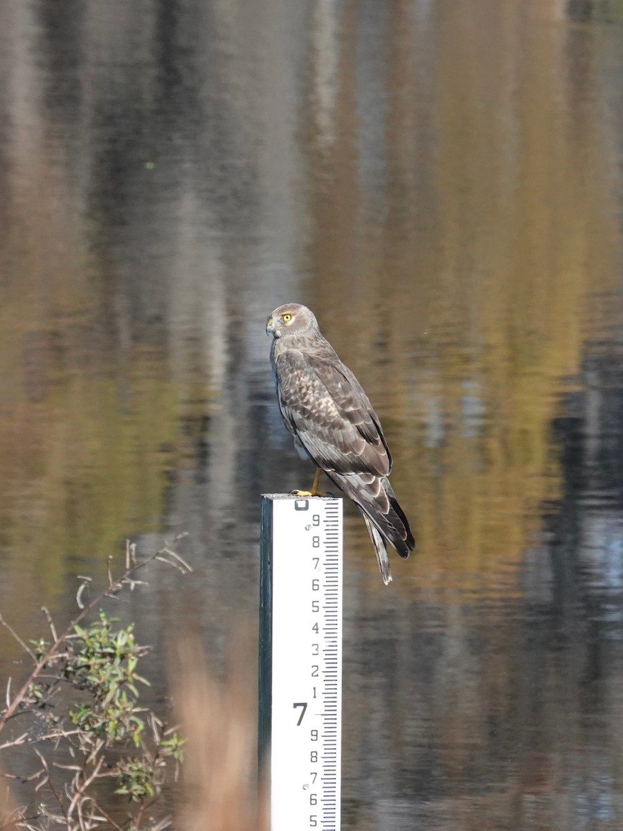 moták severoamerický - ML647590909