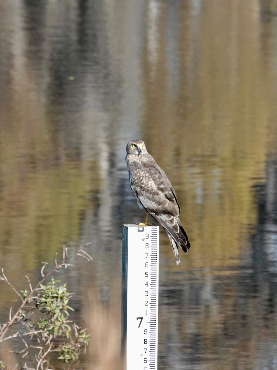 moták severoamerický - ML647590910