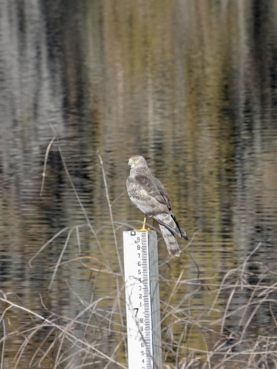 moták severoamerický - ML647590911