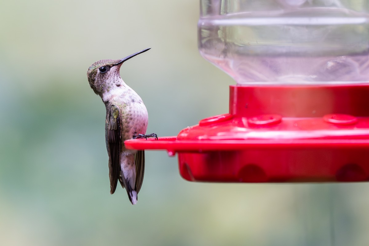 Колібрі рубіновогорлий - ML647590918