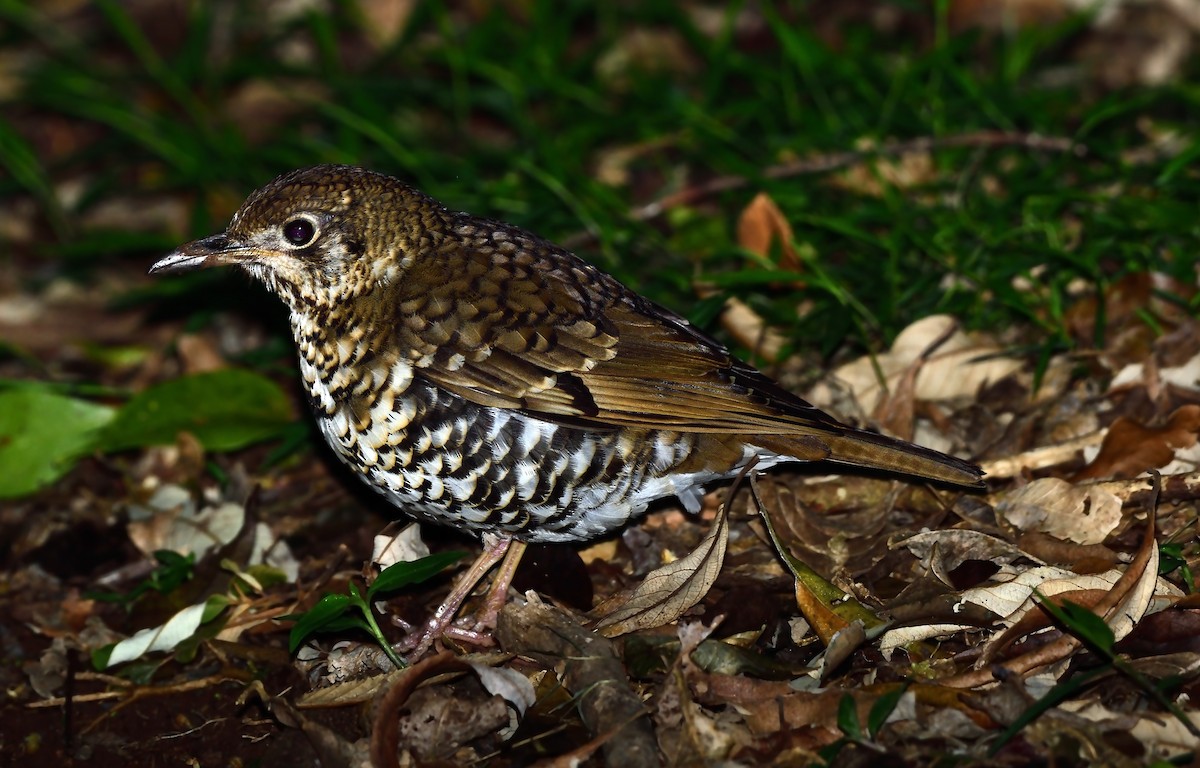 Bassian/Russet-tailed Thrush - ML647590935