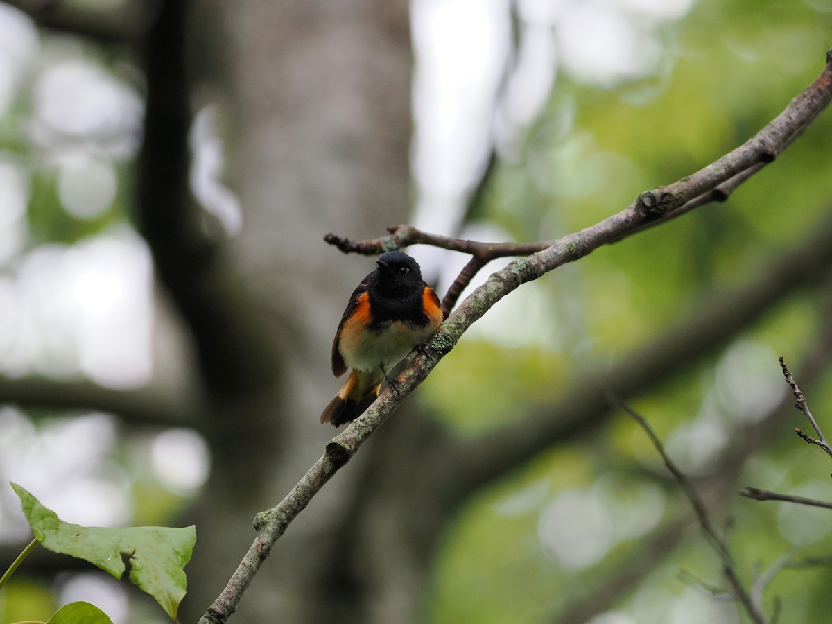 סבכון חכלילי - ML647590941