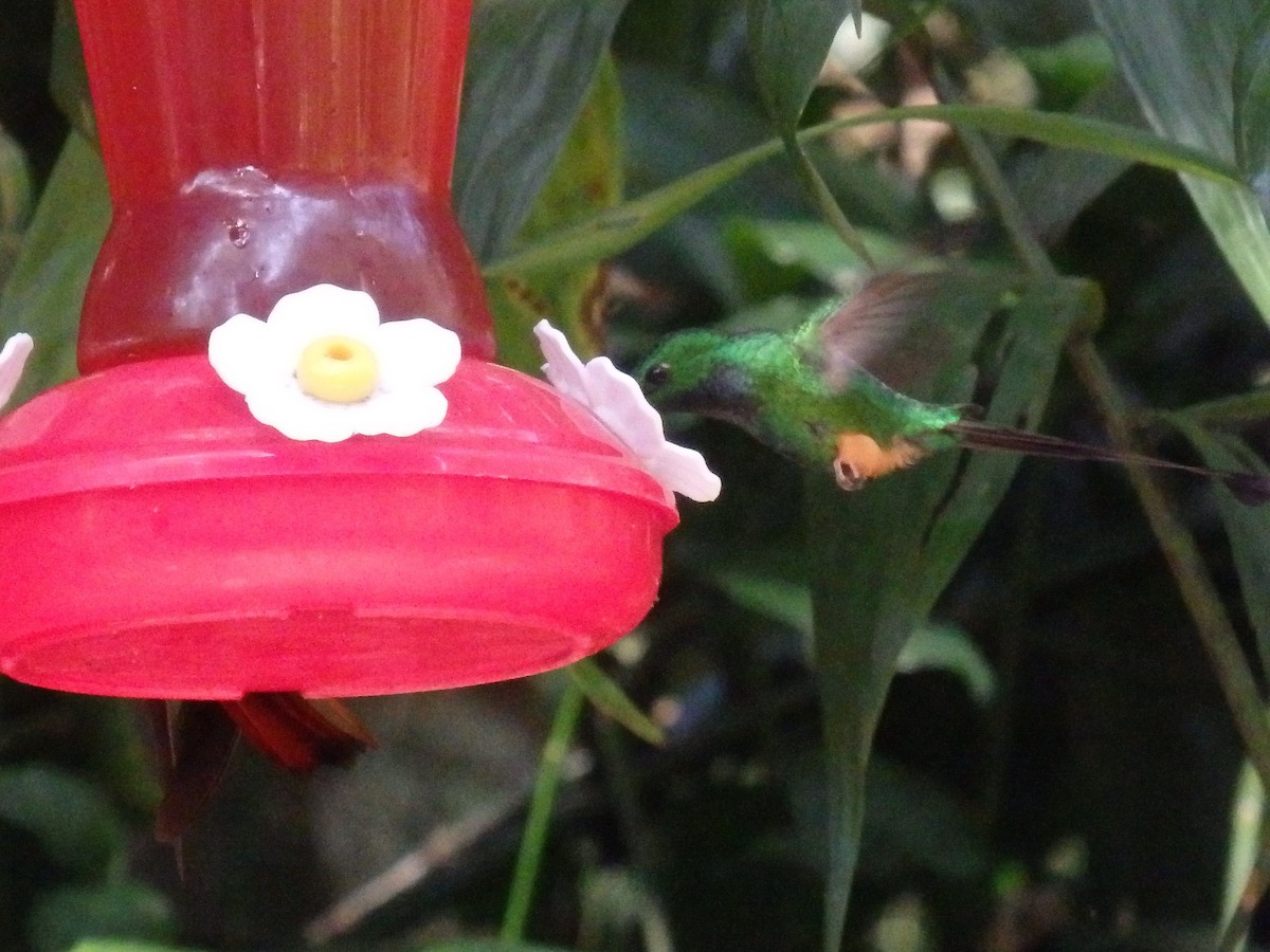 Rufous-booted Racket-tail - ML647590969