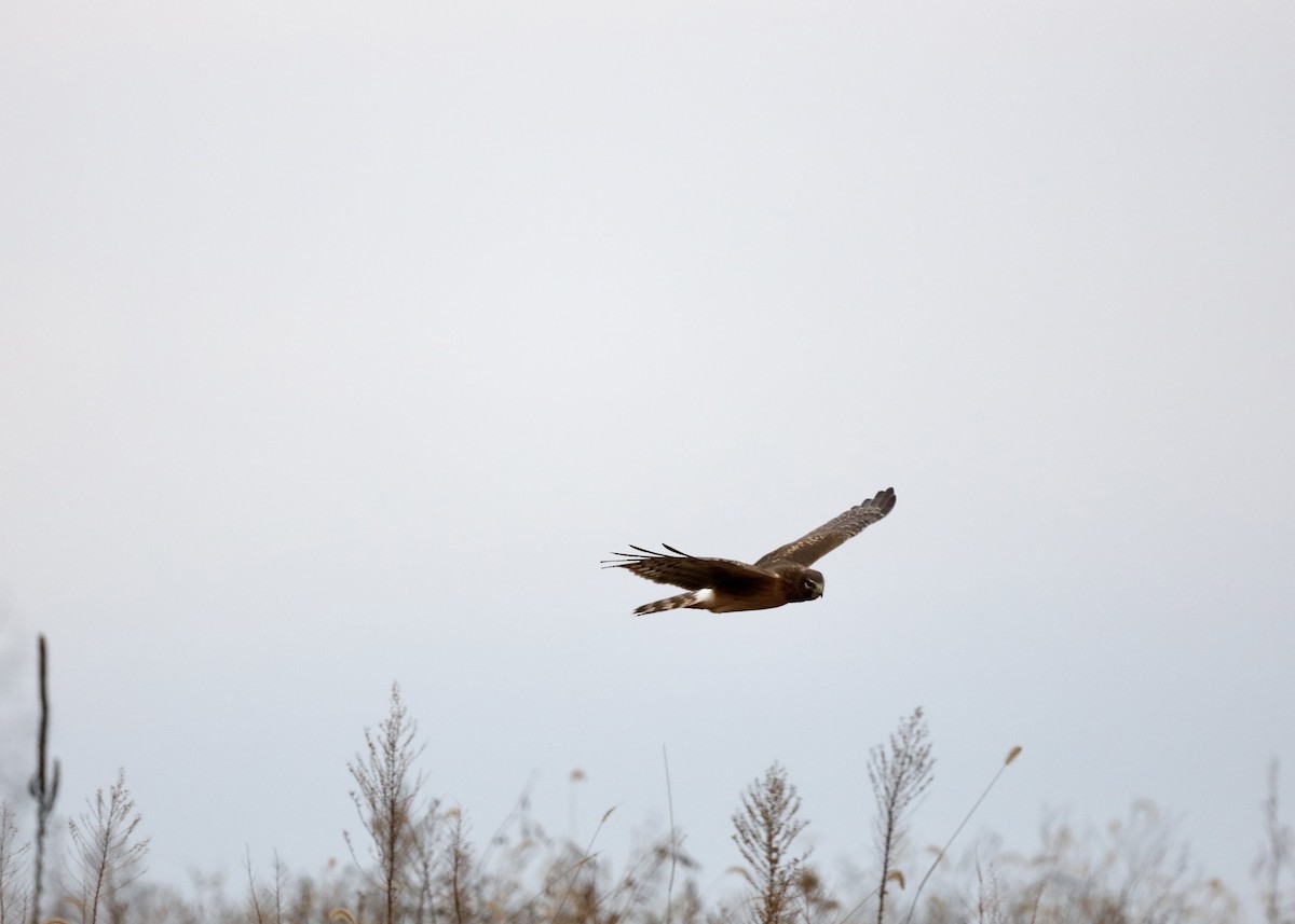 moták severoamerický - ML647590973