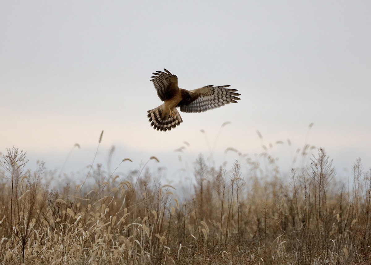 moták severoamerický - ML647590974