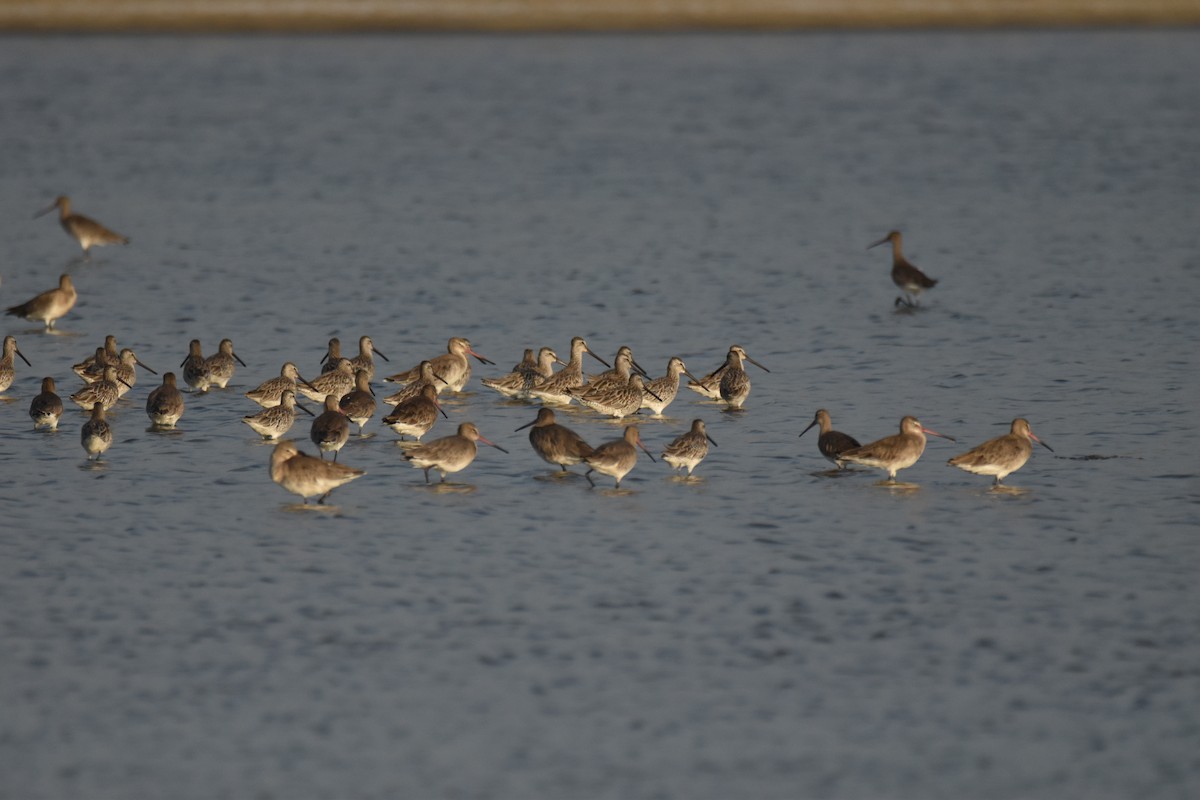 Asian Dowitcher - ML647590976