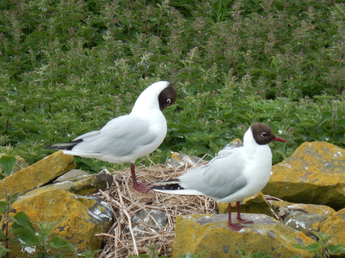 Black-headed Gull - ML647590980