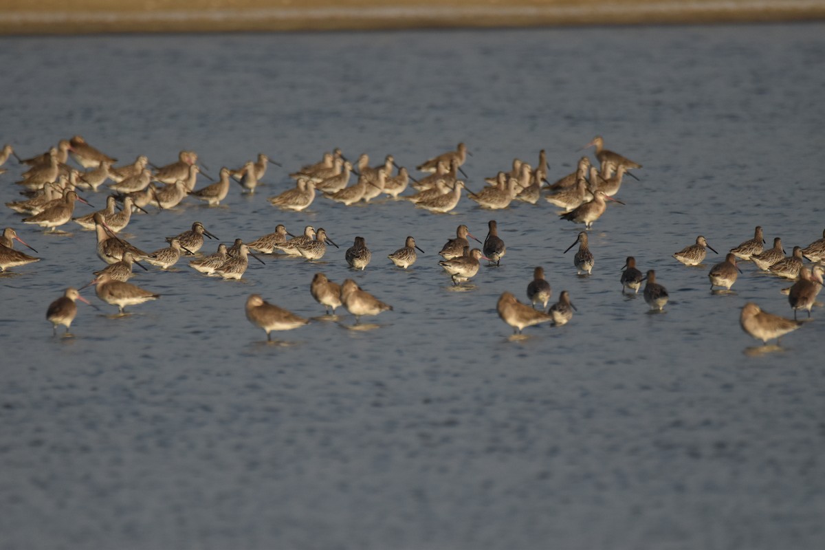 Asian Dowitcher - ML647590990