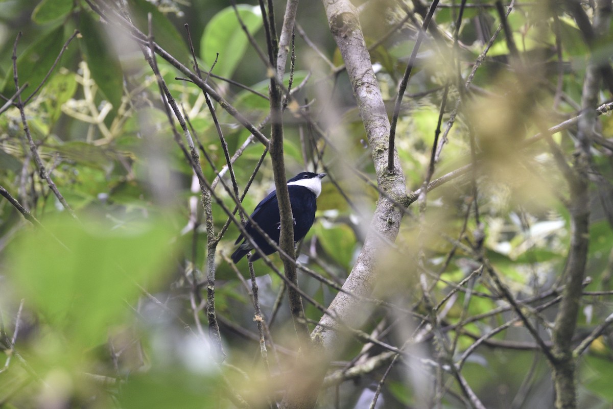 White-ruffed Manakin - ML647590992