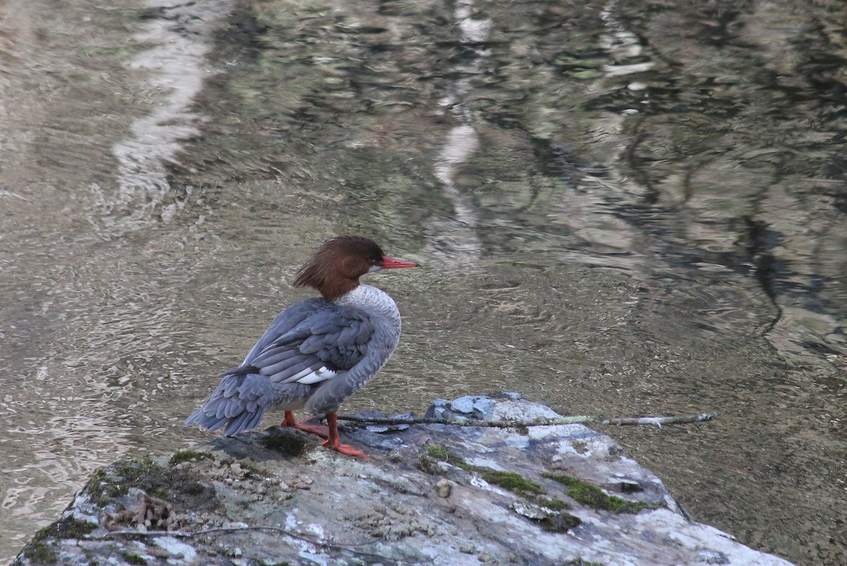 Common Merganser - ML647590993