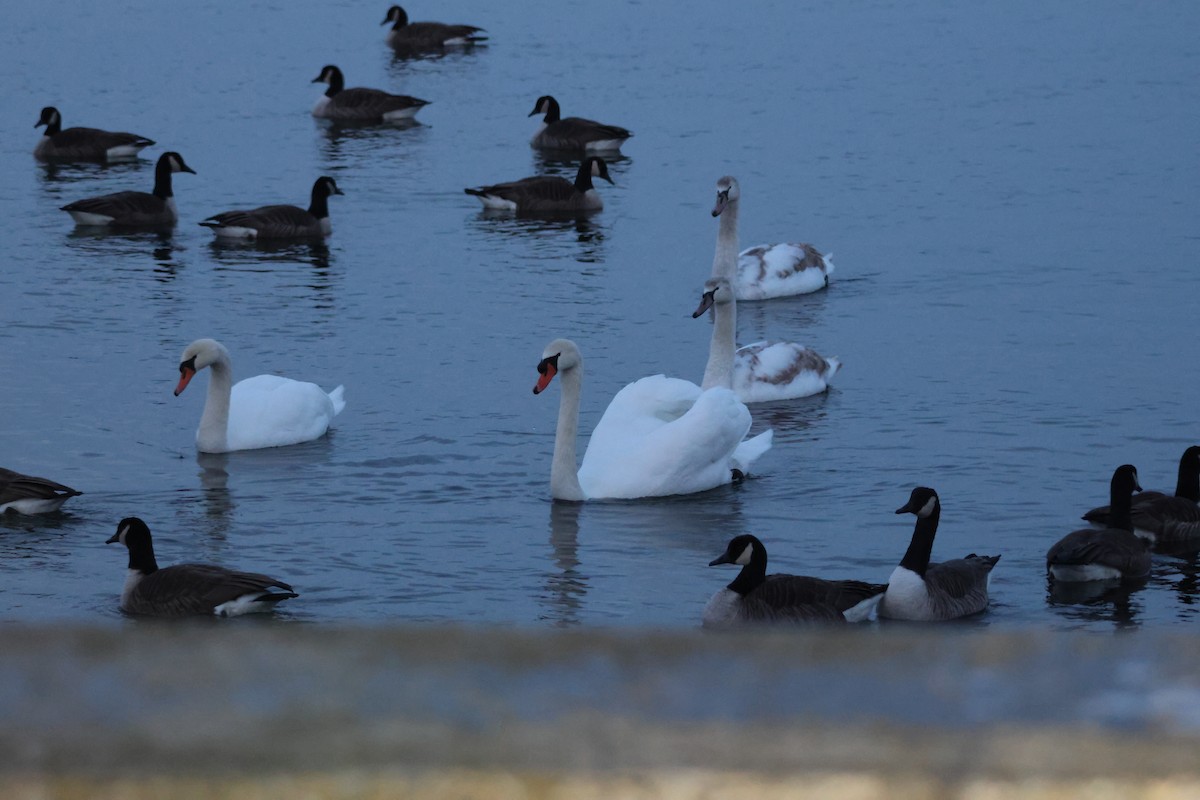 Mute Swan - ML647590994