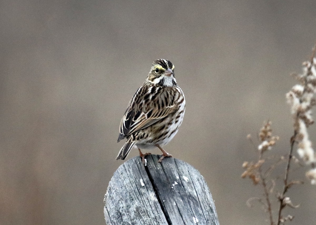 Savannah Sparrow - ML647590995