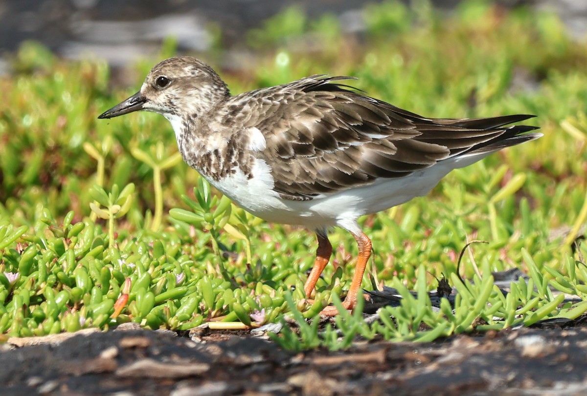 Ruddy Turnstone - ML647591001