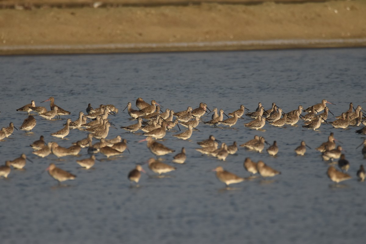 Asian Dowitcher - ML647591004