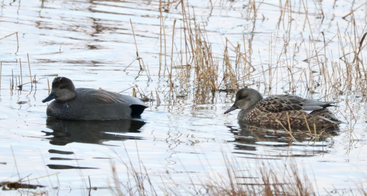 Gadwall - ML647591006