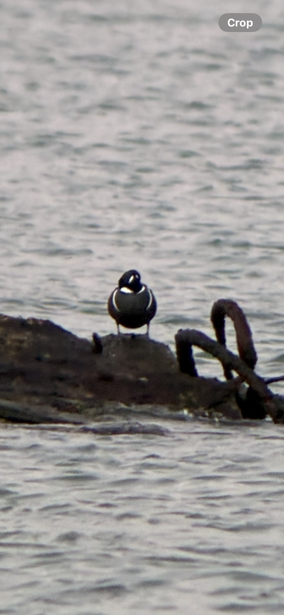 Harlequin Duck - ML647591007