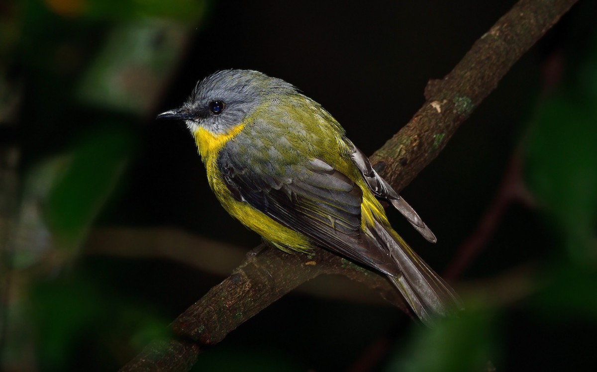 Королець жовтий - ML647591008