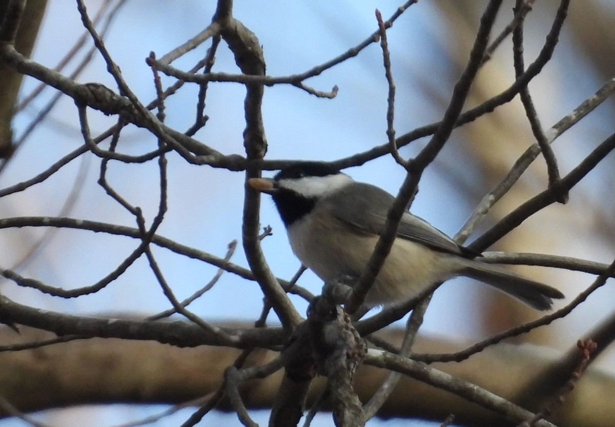 Carolina Chickadee - ML647591009