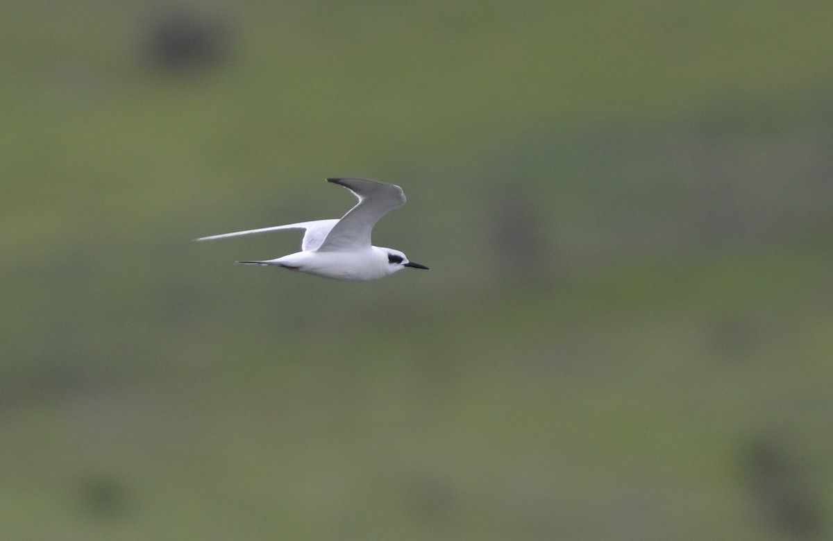 Forster's Tern - ML647591010