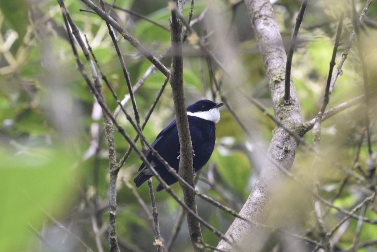 White-ruffed Manakin - ML647591011