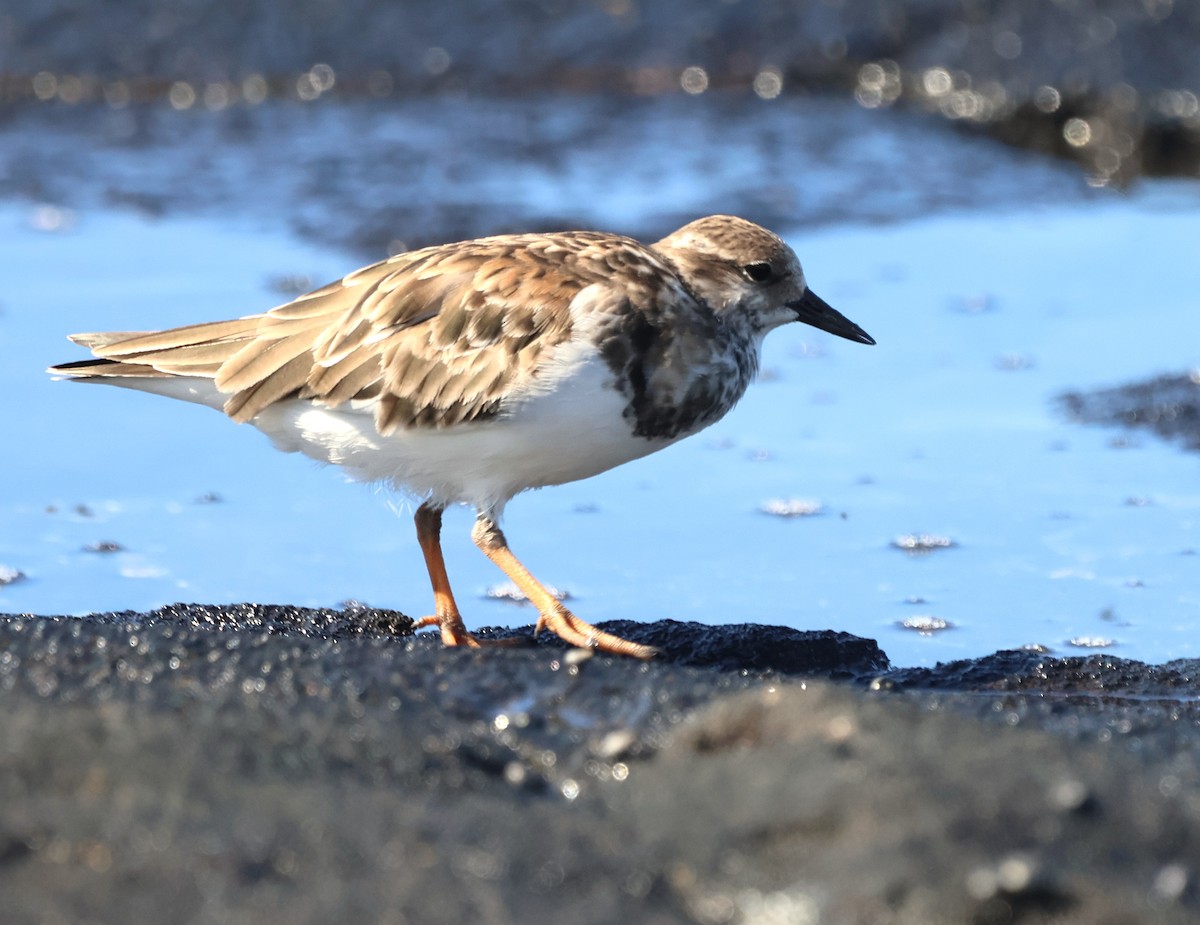 Ruddy Turnstone - ML647591012
