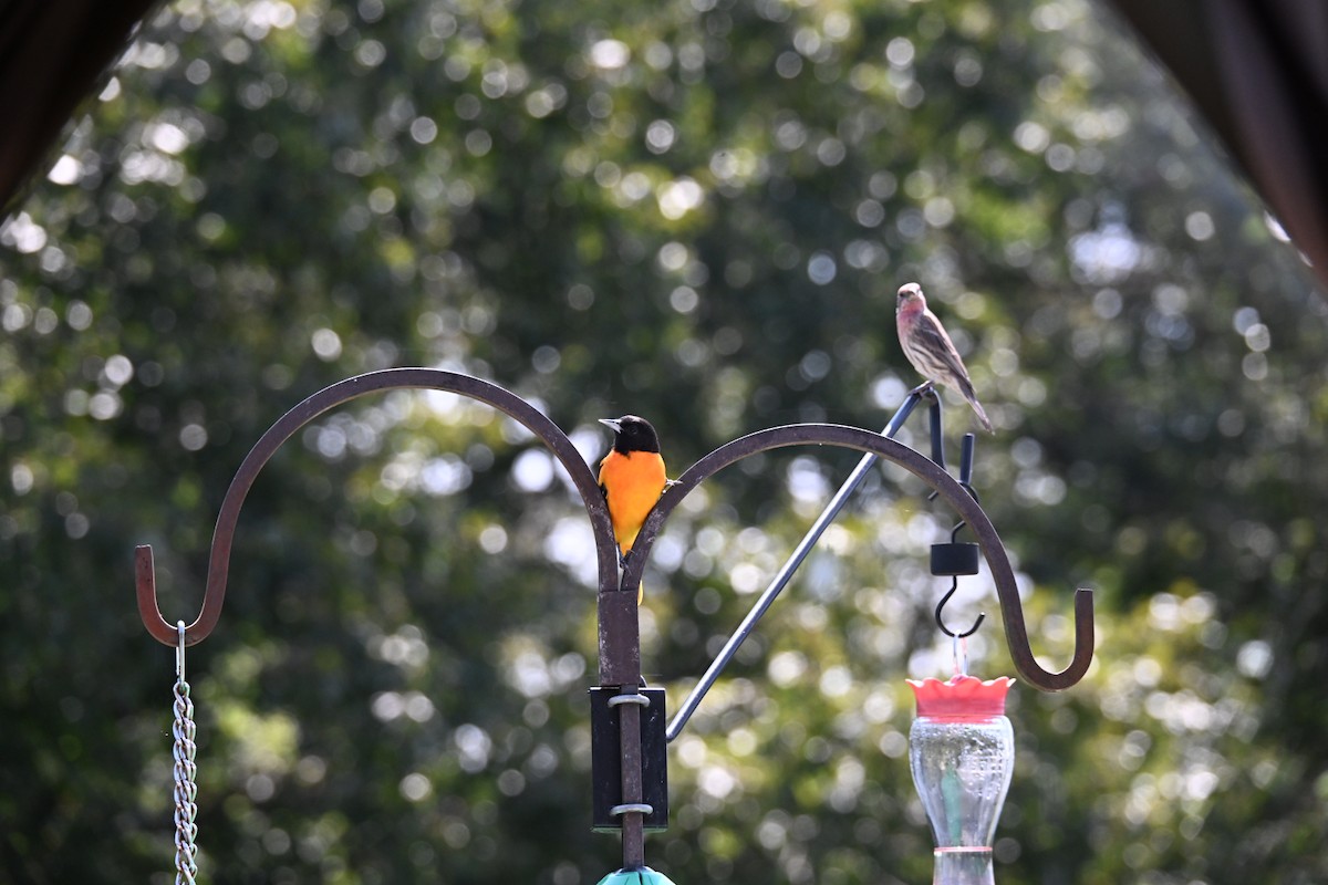 Baltimore Oriole - ML647591014