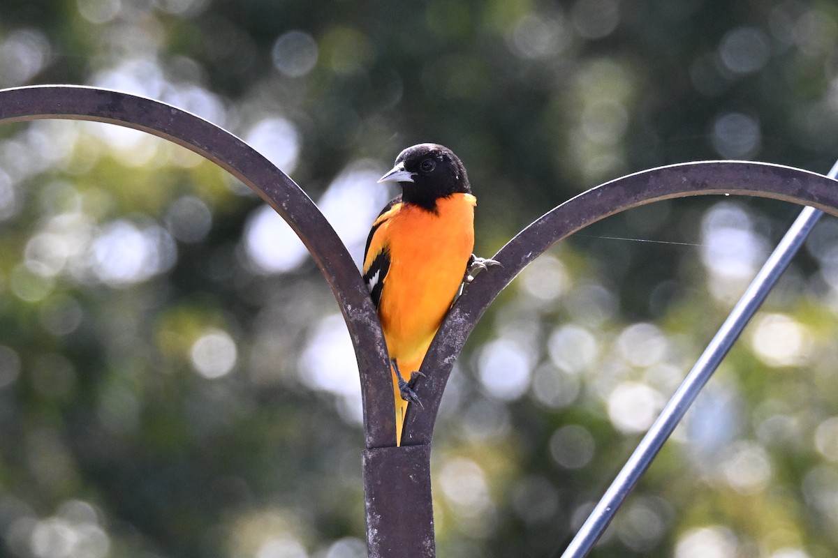 Baltimore Oriole - ML647591015