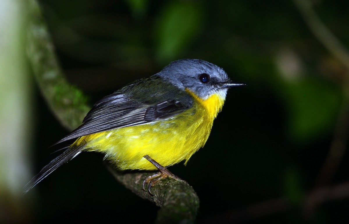 Королець жовтий - ML647591016