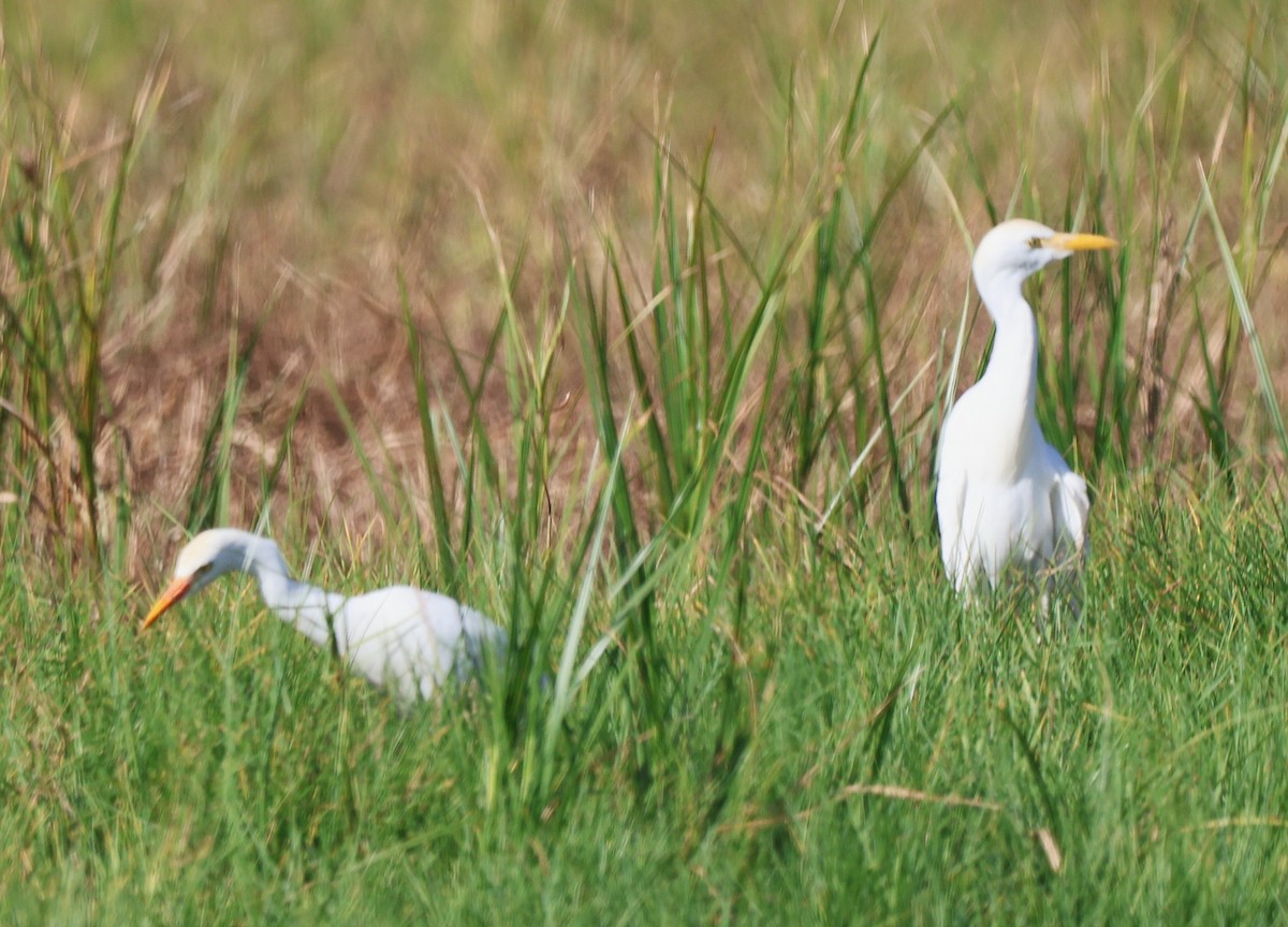 Western Cattle-Egret - ML647591017