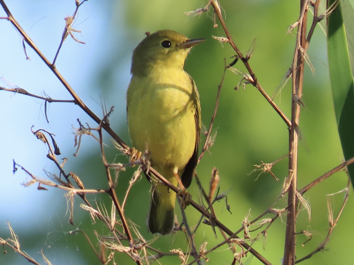Mourning Warbler - ML647591019