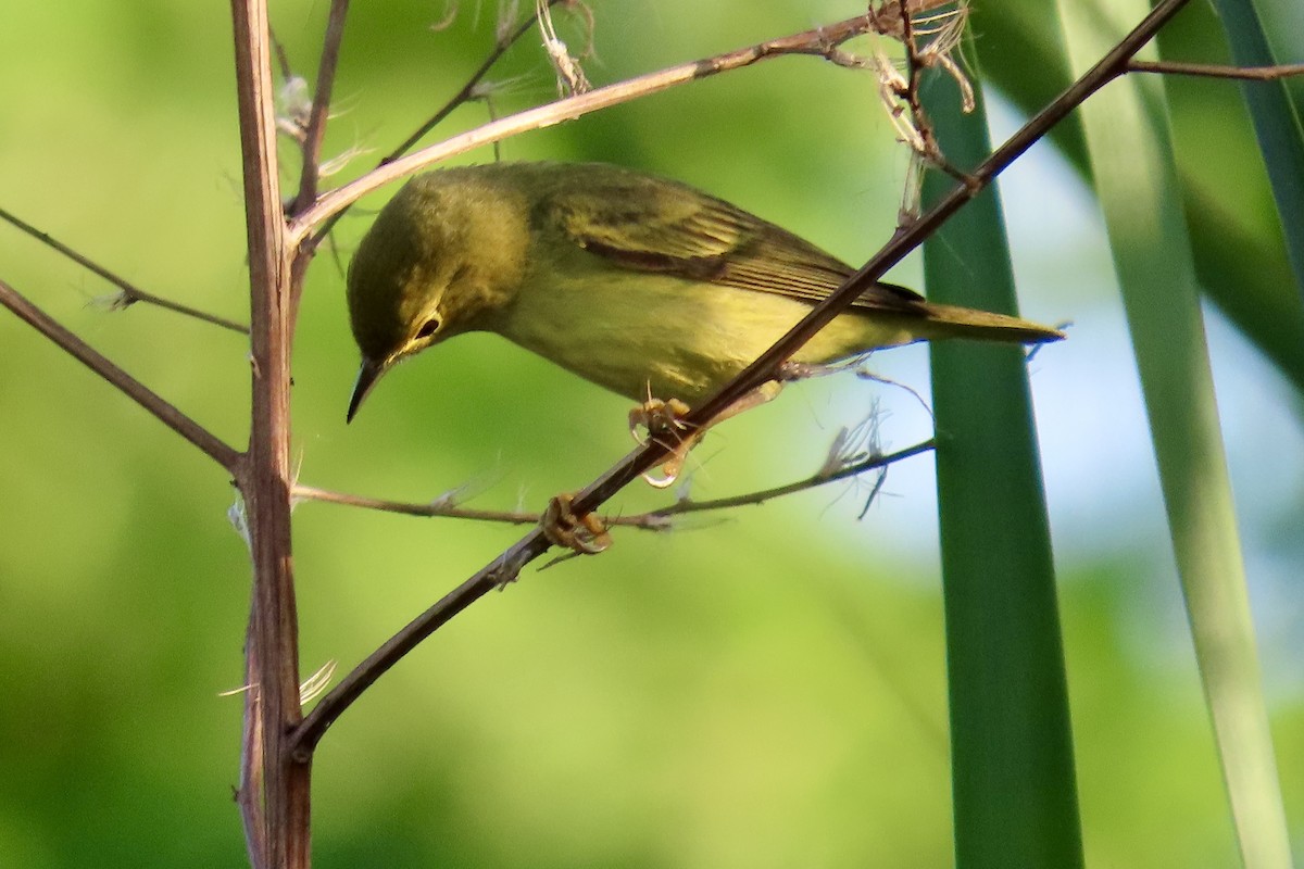 Mourning Warbler - ML647591020