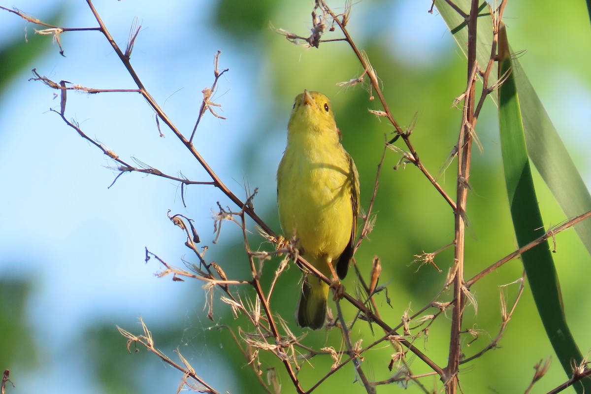 Mourning Warbler - ML647591021
