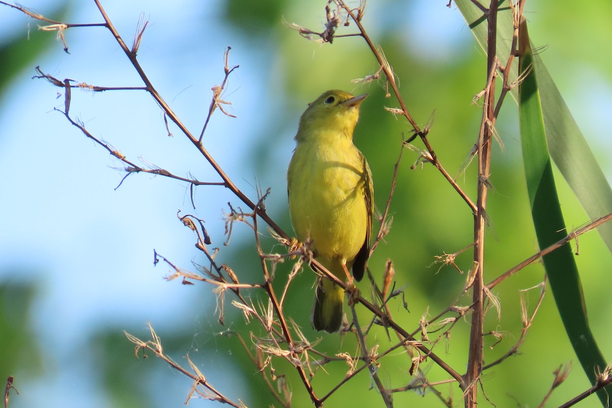 Mourning Warbler - ML647591022