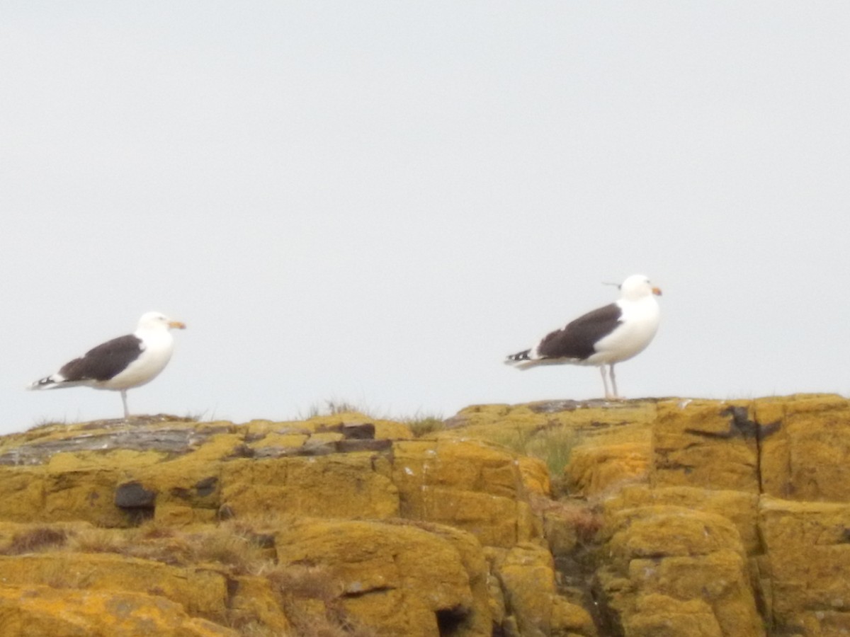 racek mořský - ML647591025