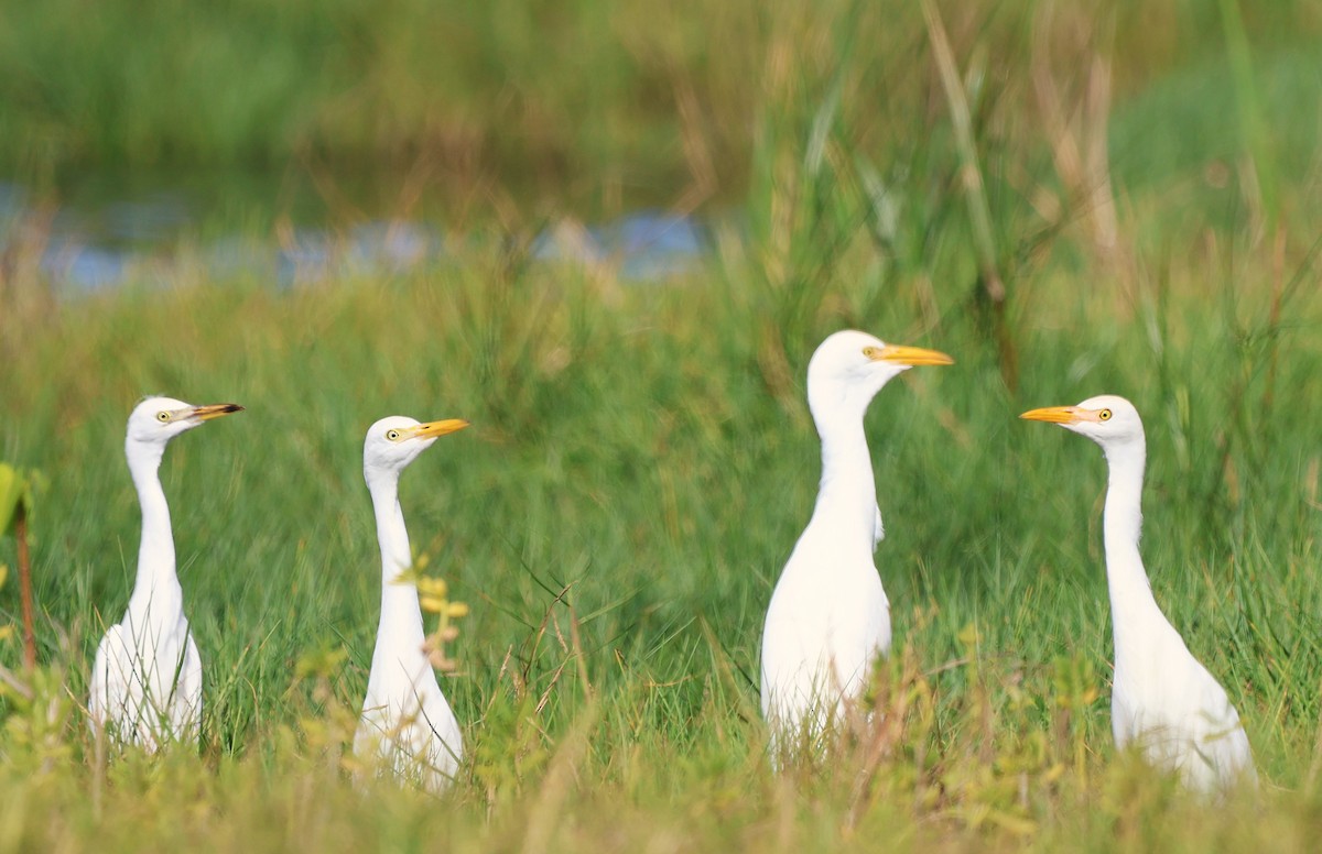 Western Cattle-Egret - ML647591026