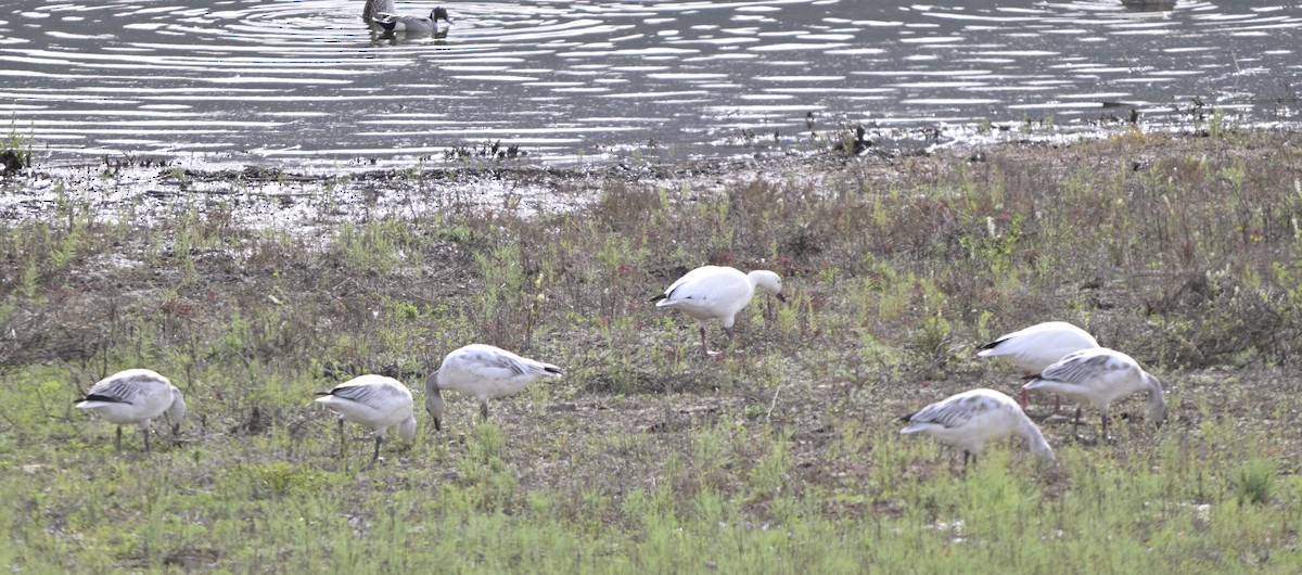Snow Goose - ML647591027